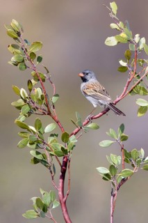 Black-chinned Sparrow Spizella atrogularis Santa Catalina Mountains, Pinal County, Arizona, United