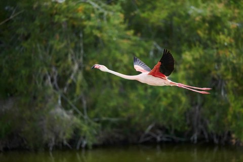 Greater Flamingo (Phoenicopterus roseus), starting, flying, Parc Naturel Regional de Camargue,