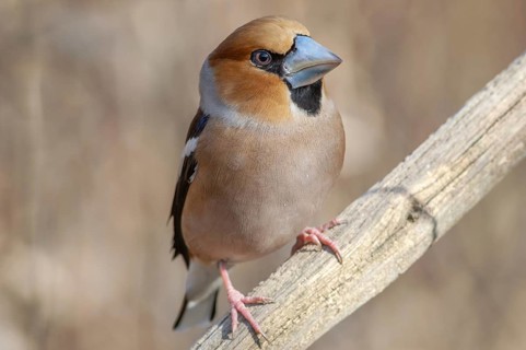 A small bird is sitting on a branch. The bird is brown and has a grey beak. Hawfinch