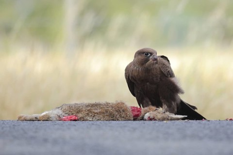 Black Falcon (Falco subniger), Victoria, Australia