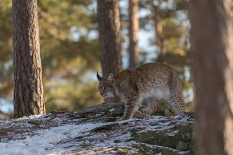 One young male Eurasian lynx, (Lynx lynx), walking over a snow covered forest ground in early