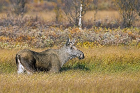 Moose, elk (Alces alces), adult female, cow on the taiga in autumn, fall, Sweden, Scandinavia