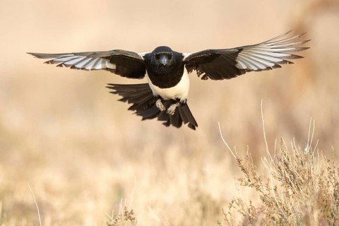 Eurasian magpie (Pica pica) flying, Castile-La Mancha, Spain