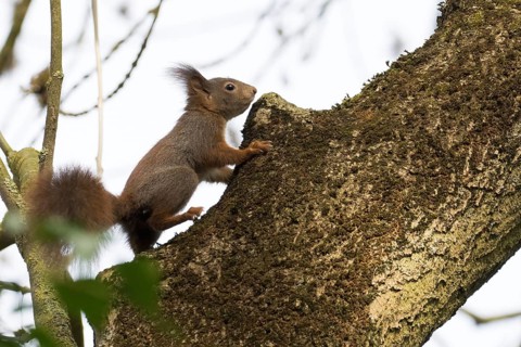 A squirrel (Sciurus vulgaris) moves agilely along a tree trunk, Hesse, Germany