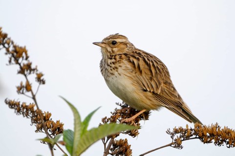 Heidelerche (Lullula arborea), Woodlark, singendes Maennchen, morgens, Mai, Oberhausen, Ruhrgebiet,