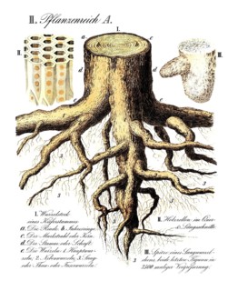 Rootstock of a pine trunk, pinus, root system, reproduction of a historical school picture, mural
