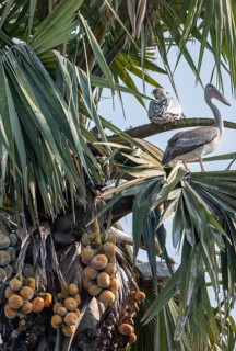 Several red pelicans (Pelecanus rufescens) sitting in the leaves of a palmyra palm (Borassus