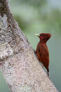 Scale-breasted Woodpecker (Celeus grammicus) perched on a branch in Ecuador