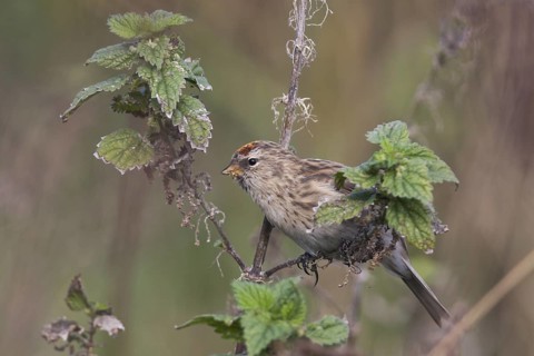 Common Redpoll - Taiga-BIrkenzeisig - Carduelis flammea flammea