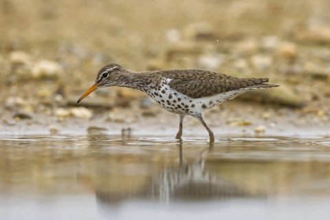 Spotted Sandpiper (Actitis macularius) foraging, North Rhine-Westphalia, Germany