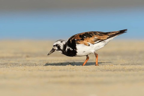 Ruddy Turnstone (Arenaria interpres), Ma'agan Michael, Israel