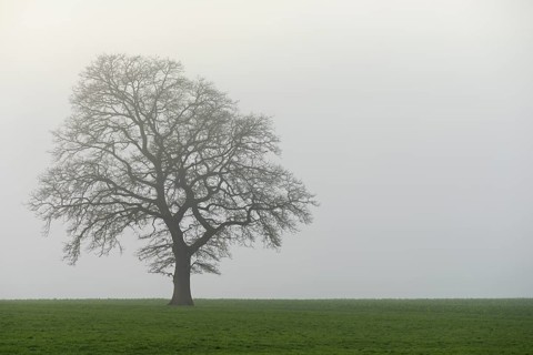 English oak (Quercus robur, Quercus petraea), in the fog, Lindenberg, Schlatt, Canton Lucerne,