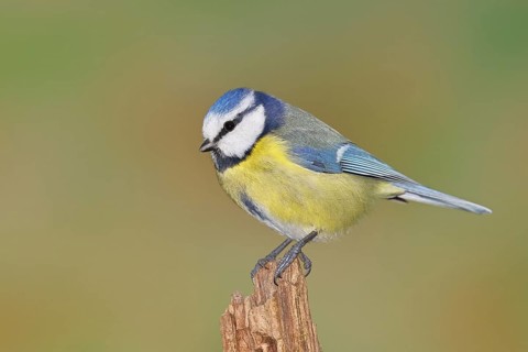 Blue tit (Parus caeruleus), sitting on a tree stump, Wilnsdorf, North Rhine-Westphalia, Germany