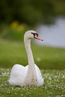Mute Swan (Cygnus olor), Newcastle, United Kingdom