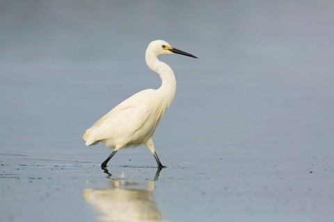 Little Egret (Egretta garzetta), Victoria, Australia
