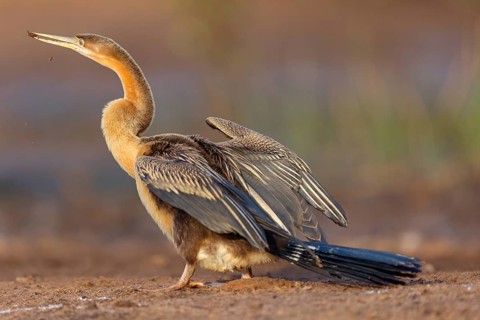 African darter (Anhinga rufa), Marakissa River Camp / Canoe tri, Marakissa, South Bank, Gambia