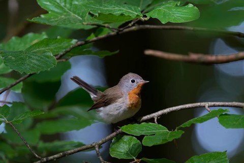 Red-breasted Flycatcher (Ficedula parva) male perched on a branch, Mecklenburg-Western Pomerania,