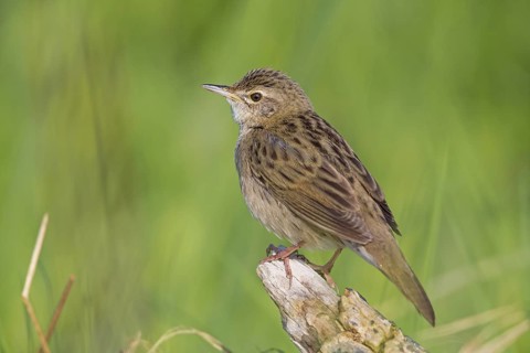 Field warbler, (Locustella naevia), Animals, Birds, Songbirds, Perching bird, Family of the whisker