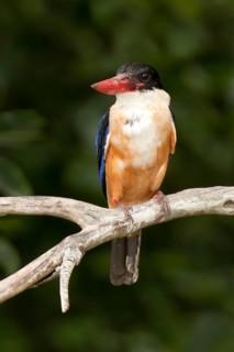 Black-capped Kingfisher (Halcyon pileata), Penang, Malaysia