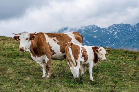 A brown and white cow with horns stands next to her young calf on a grassy mountain slope with a