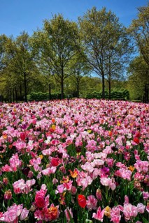 Blooming tulips flowerbed in Keukenhof flower garden, also known as the Garden of Europe. One of