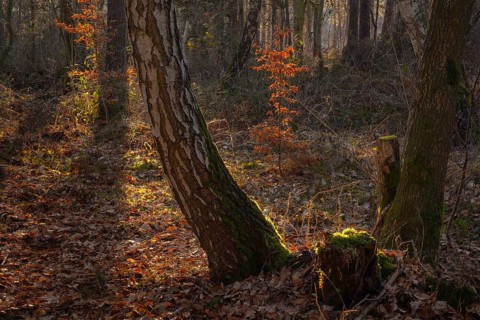 View through two mossy trees to a young beech tree with dried leaves, foliage, landscape, nature