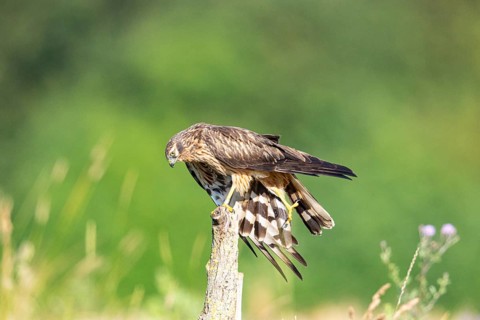 Montagu's harrier (Circus pygargus) wbl Germany
