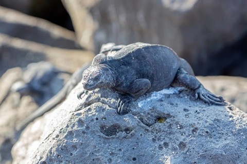 Marine lizard Amblyrhynchus cristatus), San Cristobal, Galapagos, Ecuador