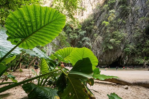 Sandy beach beach with cave in the rainforest, Emerald Cave, Koh Mook, Trang Province, Southern