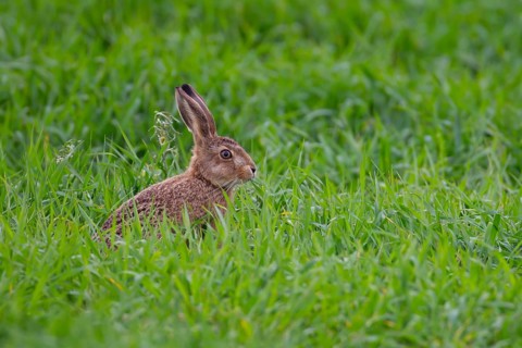 European brown hare (Lepus europaeus) juvenile leveret animal eating in a farmland cereal field