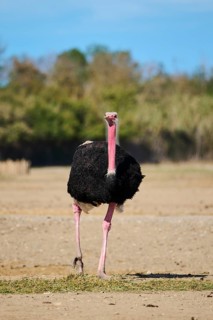 Common ostrich (Struthio camelus) male in the dessert, captive, distribution Africa