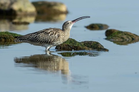Eurasian Curlew (Numenius arquata) drinking, Mecklenburg-Western Pomerania, Germany