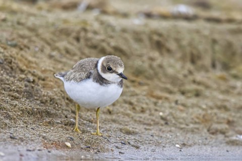 Little Ringed Plover (Charadrius dubius) juvenile, North Rhine-Westphalia, Germany