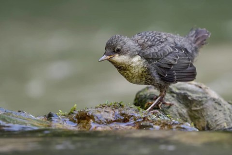 White-throated Dipper (Cinclus cinclus) juvenile foraging, North Rhine-Westphalia, Germany