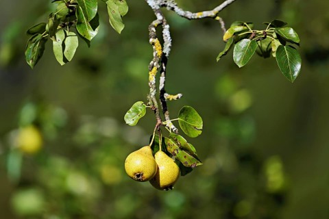 Two ripe cultivated pears (Pyrus communis) hanging on a branch, Switzerland