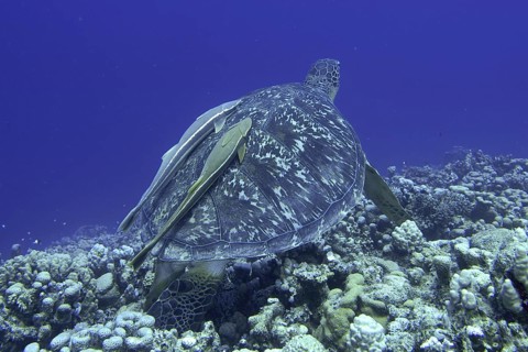 Green turtle (Chelonia mydas)