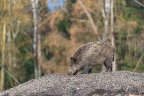 One wild boar or wild pig (Sus scrofa), standing on a hill of debris, with an autumnal colored