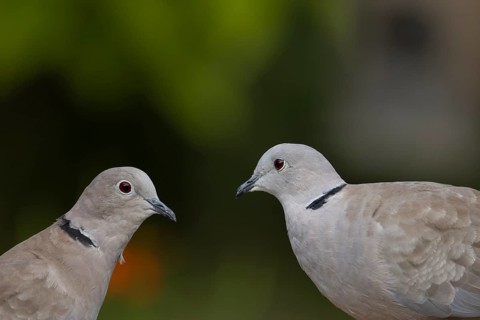Collared dove (Streptopelia decaocto) two adult birds looking at each other, England, United