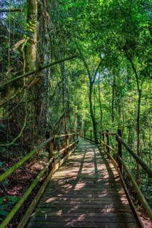 Wooden suspended path through the vegetation of the preserved rainforest in Ilhabela Ilhabela, Sao