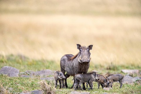 Warthog (Phacochoerus aethiopicus) Masai Mara Kenya