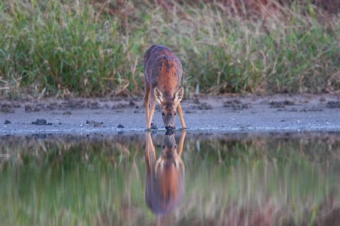Roe deer (Capreolus capreolus), close-up, female standing on the shore of a lake, reflected in the