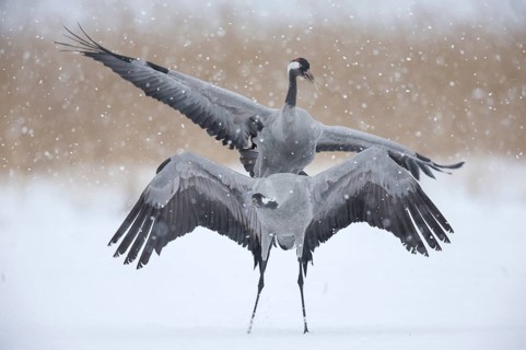 Common cranes (Grus grus), Mecklenburg-Vorpommern, driving snow, Germany