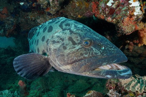 Potato grouper (Epinephelus tukula)