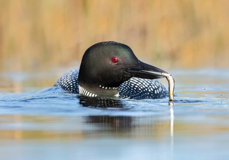 Great Northern Loon (Gavia immer) with fish prey in beak, British Columbia, Canada