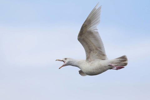 Glaucous Gull (Larus hyperboreus) juvenile calling in flight, Iceland