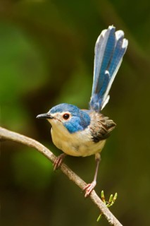 Lovely Fairywren (Malurus amabilis) female, Queensland, Australia