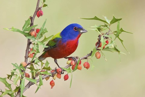 Painted Bunting (Passerina ciris) male, Texas, USA