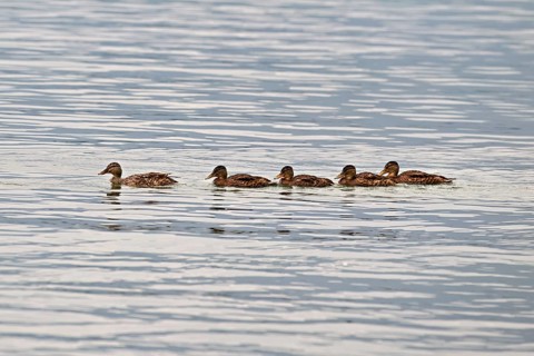 Mallard, (Anas platyrhynchos), female juvenile wings swimming in a row in Lake Zug, Canton Zug,