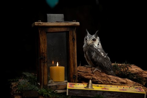 Southern White-faced Owl (Ptilopsis granti) captive, Germany