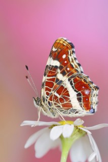 Landcarts or Landcarts butterfly (Araschnia levana f. prorsa), butterfly of the summer generation,